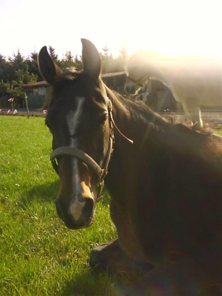 DSP Bøgely's Mille SOLGT billede 11