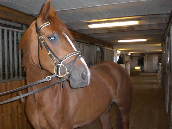 DSP Alanya - Velkommen til Alanyas profil. billede 1