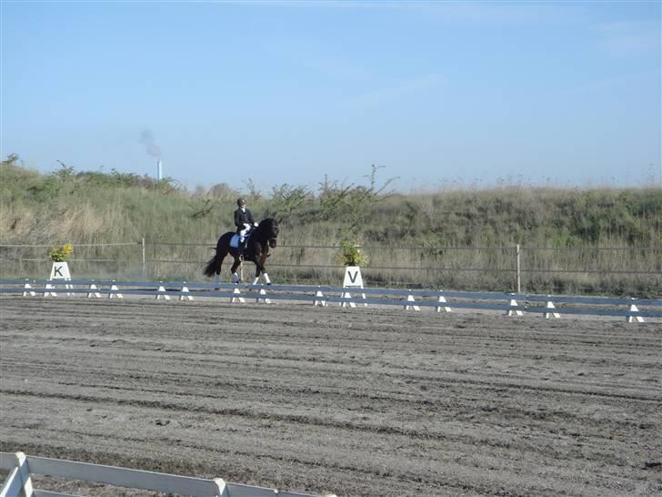 Oldenborg Vangkærs Sebastian billede 19