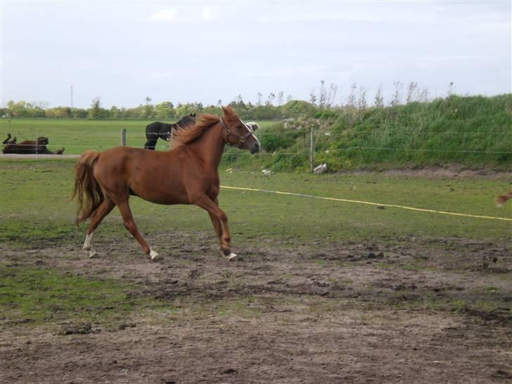 DSP Alanya - galop. billede 5