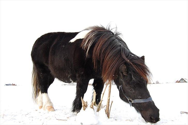 Anden særlig race Lotte - Lotte ;) billede 8