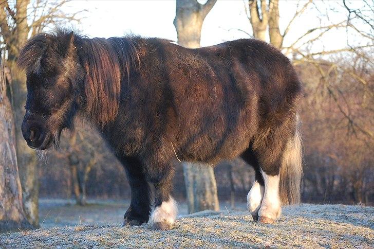 Anden særlig race Lotte - Lotte der lige tager en lille lur :)<3 - 27. jan 2011 billede 9