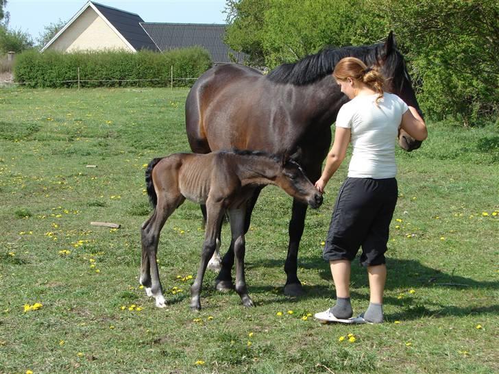 Oldenborg Højregaardens Zakochi billede 12