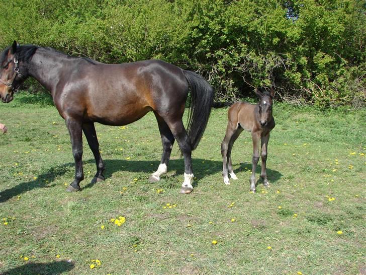 Oldenborg Højregaardens Zakochi billede 13