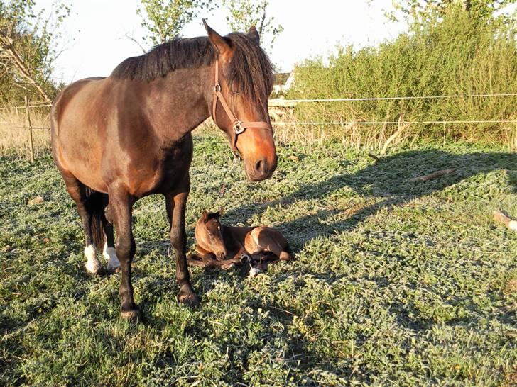 Oldenborg Højregaardens Zakochi billede 14
