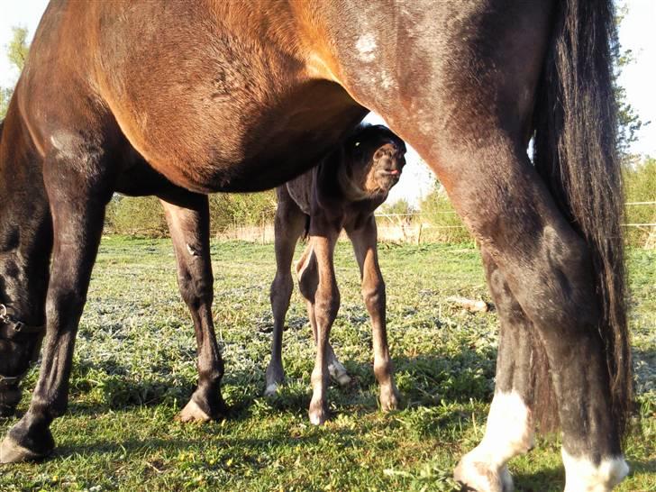 Oldenborg Højregaardens Zakochi billede 15