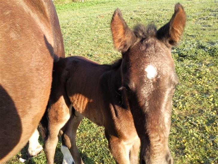 Oldenborg Højregaardens Zakochi billede 16