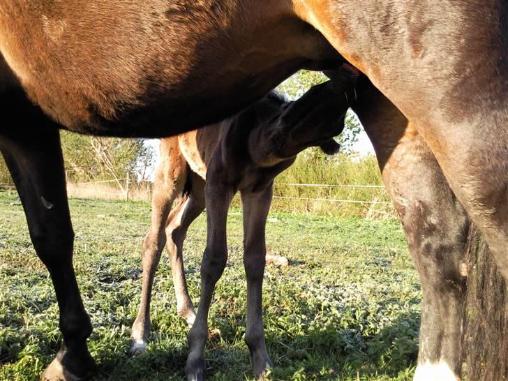 Oldenborg Højregaardens Zakochi billede 17
