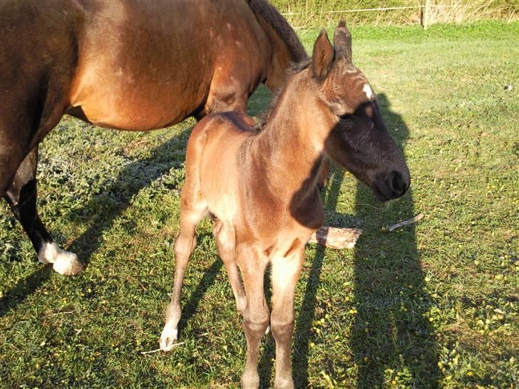Oldenborg Højregaardens Zakochi billede 18