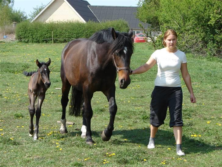 Oldenborg Højregaardens Zakochi billede 19