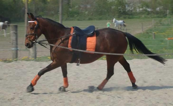 Traver Cindy vestermarken - himmelhest - Lækker galop, *iforhold til traver !* billede 2