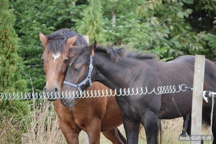 Oldenborg Højregaardens Zakochi billede 20