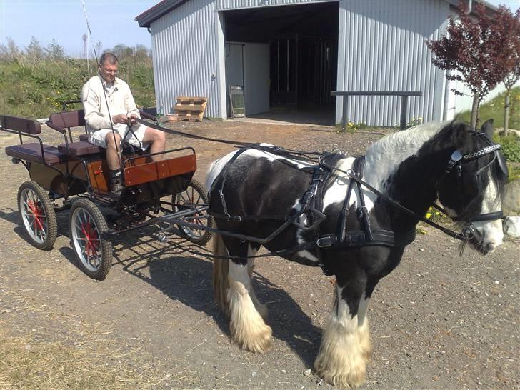 Irish Cob Jesper af Høvegård billede 13