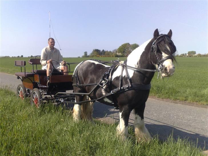 Irish Cob Jesper af Høvegård billede 14