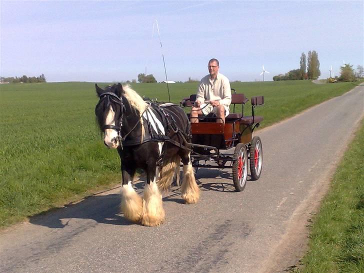 Irish Cob Jesper af Høvegård billede 15