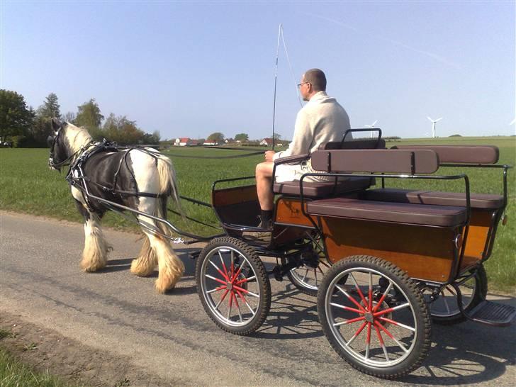 Irish Cob Jesper af Høvegård billede 16