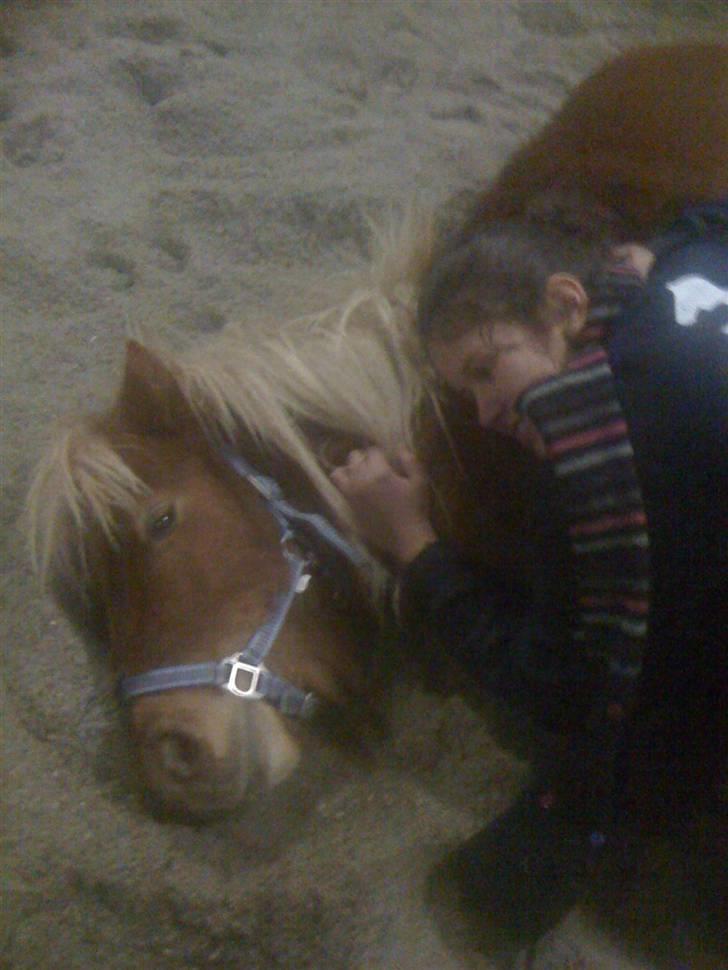 Shetlænder Snuske  - Snuske og jeg! elsker den pony dreng!<3 billede 1