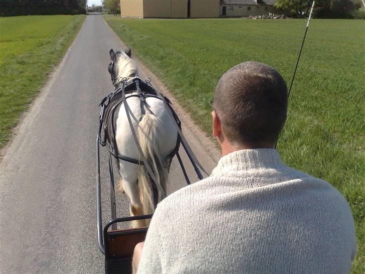 Irish Cob Jesper af Høvegård billede 17