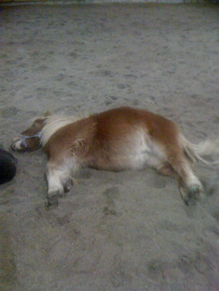 Shetlænder Snuske  - Snuske har lært at spille død! billede 2