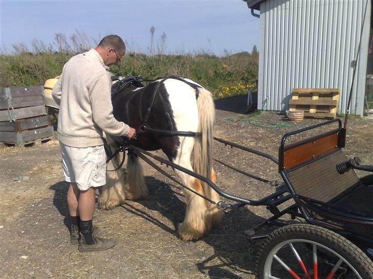 Irish Cob Jesper af Høvegård billede 18