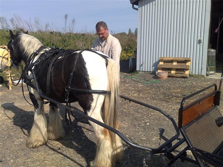 Irish Cob Jesper af Høvegård billede 19