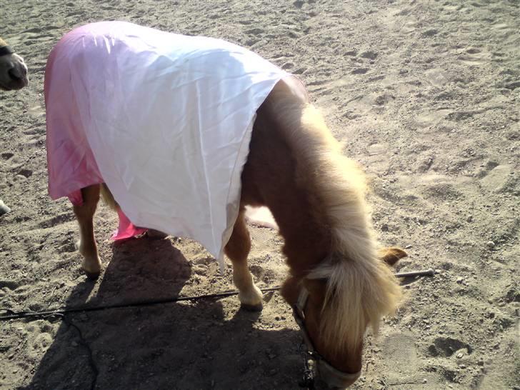 Shetlænder Snuske  - Snuske med et langen over sig ;D billede 3