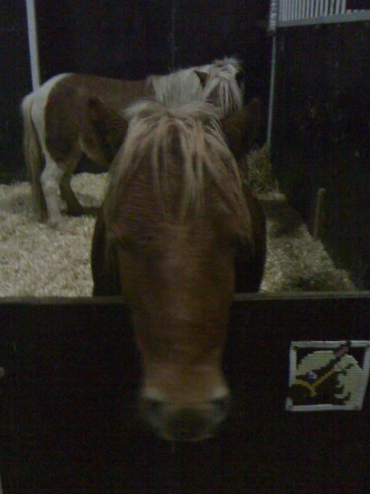 Shetlænder Snuske  - "Man er træt efter at havde været ude i regnen hele dagen! " "Så du kan godt give mig noget mad! " billede 4