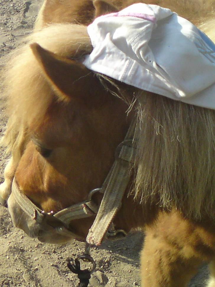 Shetlænder Snuske  - Snuske med Kasket ;D billede 5