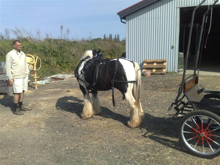 Irish Cob Jesper af Høvegård billede 20