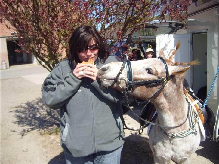 Anden særlig race | Victor. - Victor lidt sulten ? Ponygames kvalifikation 2009 billede 13