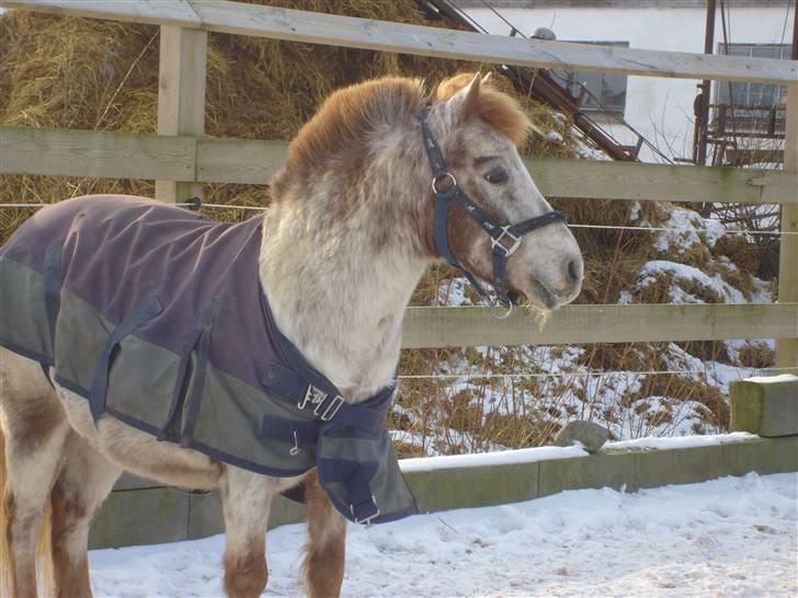 Anden særlig race | Victor. - NYT! vinter 2010 billede 14