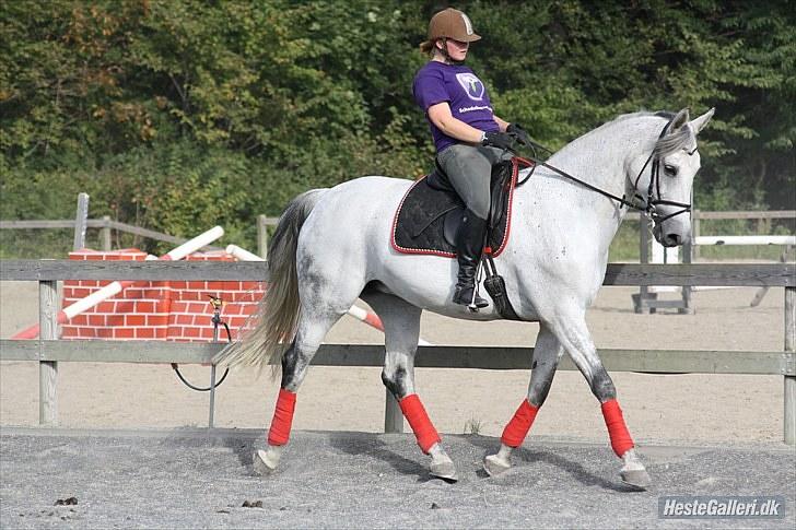 Dansk Varmblod Heslegård's Ronja<3  - du fantastisk smuk ( ´: foto: rikke billede 18