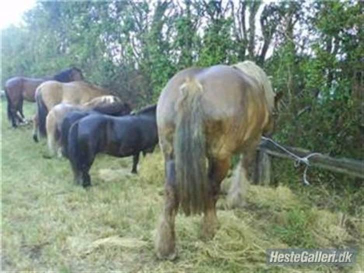 Ardenner svenns nadine billede 3