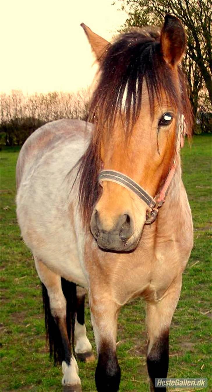 Anden særlig race Hedins anna-bella (solgt) billede 1