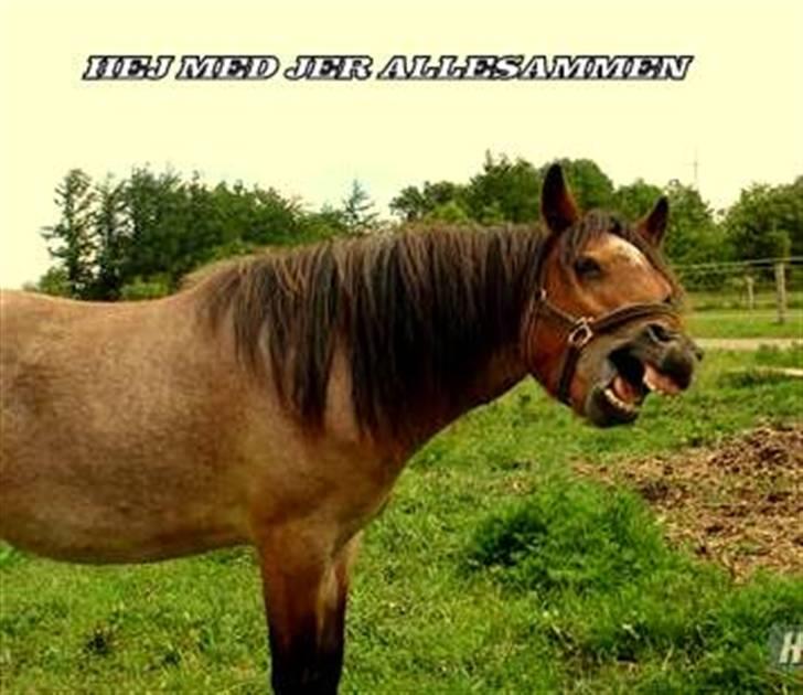 Anden særlig race Hedins anna-bella (solgt) billede 2