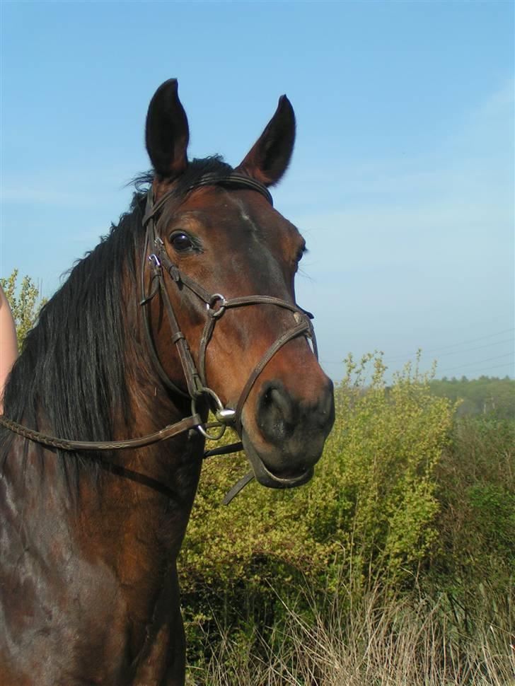 Anden særlig race Claythorpe Josephine - 28/5-09. billede 6