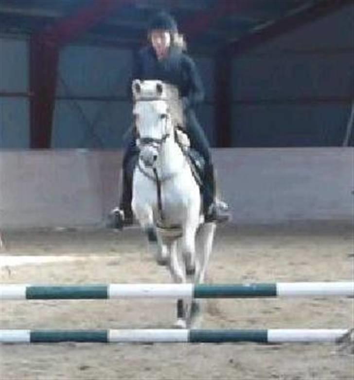 Anden særlig race Jovan - Spring - han bryder sig ikke så meget om selve springene, men elsker a springe!:D -sprang mange jagter. billede 2