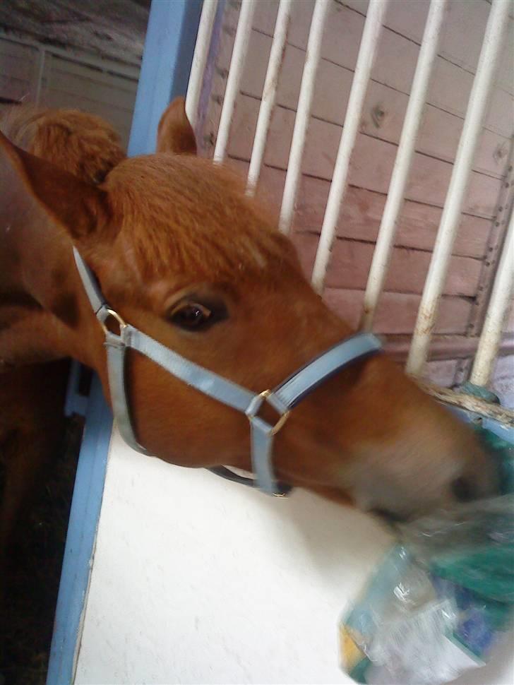 New Forest kantjes raimon - arrh jeg kan nå deeen <3 Moaar tag den til mig ellers gør jeg selv:P Raimon din bandit<3 billede 6