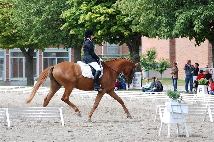 Trakehner Loulóu Sjælstofte (Himmelhest) - 4 års TAF i Næstved 2009 billede 20