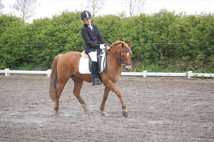 New Forest Casino (Solgt) - Stævne NOR! ;) billede 3