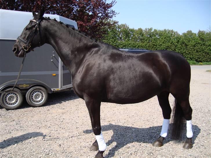 Dansk Varmblod Zippo  billede 8