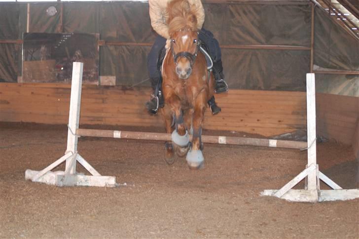 New Forest Casino (Solgt) - Springtræning*:<3 billede 4