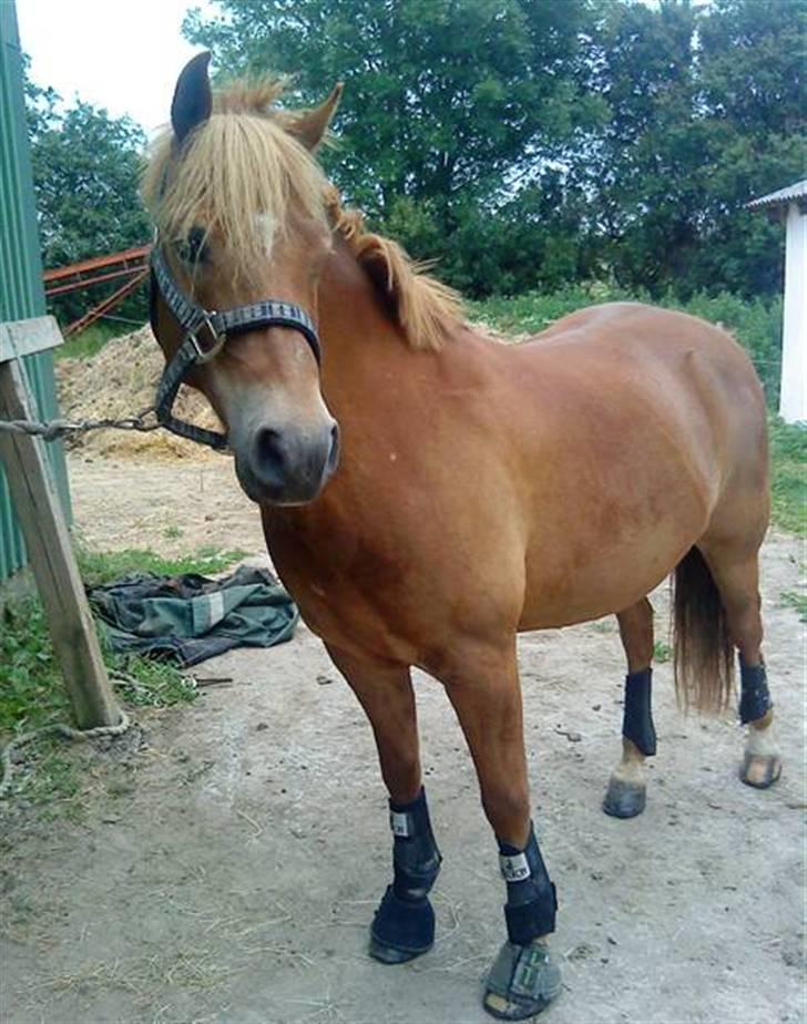 New Forest Casino (Solgt) - Grim er det sidste du er<3. billede 5