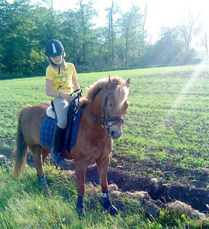 New Forest Casino (Solgt) - På tur :* billede 6