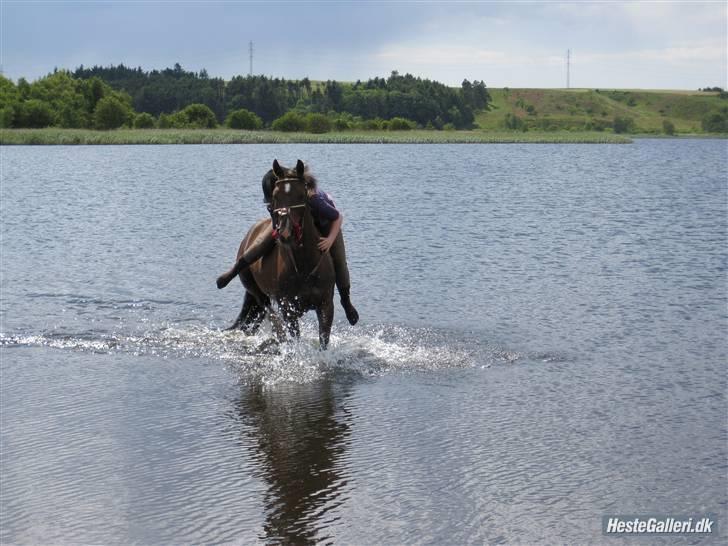 Hollandsk Sportspony | Radec<3 | (Toblerone) billede 6