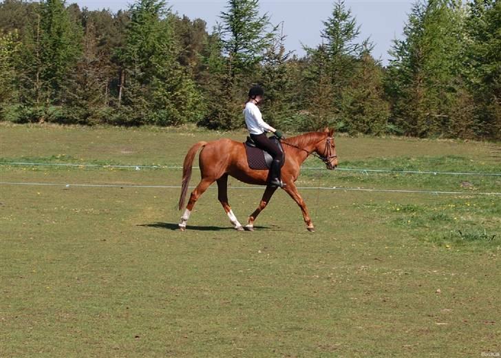 Anglo Araber (AA) Lille Daugårds Prinsesse (R.I.P) - Forår 2010 billede 15