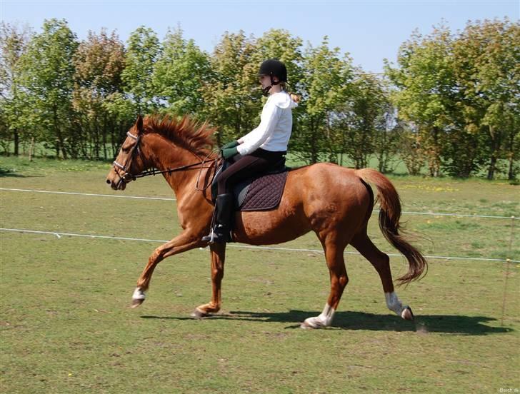 Anglo Araber (AA) Lille Daugårds Prinsesse (R.I.P) - Forår 2010 billede 16