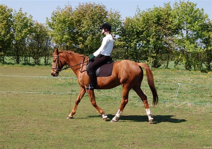 Anglo Araber (AA) Lille Daugårds Prinsesse (R.I.P) - Forår 2010 billede 17