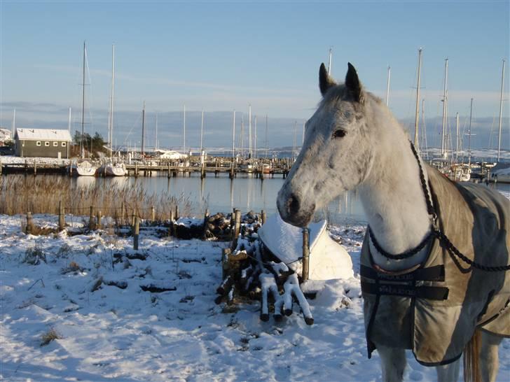 Anden særlig race Safir - Jul 2009 - dejlig gåtur i vinterlandskabet billede 1