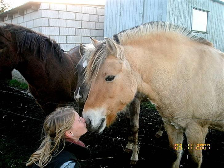 Fjordhest Stella(part/rider) - Kyss kyss :D billede 1